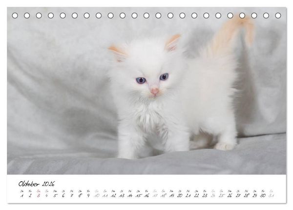 Produktbild: Ragdoll Kitten (Tischkalender 2026 DIN A5 quer), CALVENDO Monatskalender