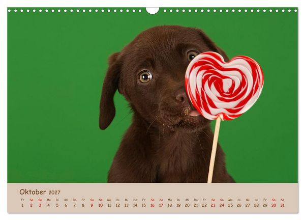Produktbild: Achtung die Welpen kommen. (Wandkalender 2027 DIN A3 quer), CALVENDO Monatskalender