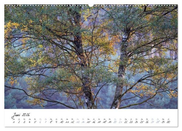 Produktbild: In der Welt der B&auml;ume (hochwertiger Premium Wandkalender 2026 DIN A2 quer), Kunstdruck in Hochglanz