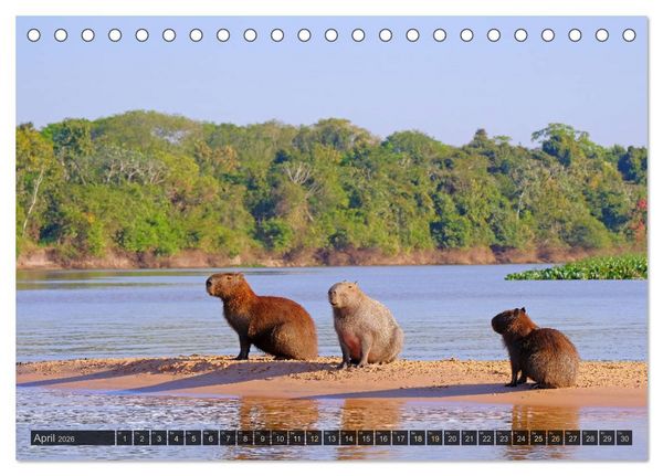 Produktbild: Tiere im Pantanal - viaje.ch (Tischkalender 2026 DIN A5 quer), CALVENDO Monatskalender