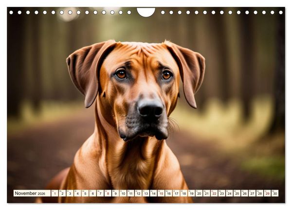 Produktbild: Rhodesian Ridgeback - Athlet mit R&uuml;ckenkamm (Wandkalender 2026 DIN A4 quer), CALVENDO Monatskalender