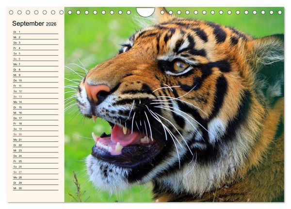 Produktbild: Tiger. Gestreift, wild und sch&ouml;n (Wandkalender 2026 DIN A4 quer), CALVENDO Monatskalender
