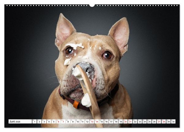 Produktbild: Hunde im Naschparadies (hochwertiger Premium Wandkalender 2026 DIN A2 quer), Kunstdruck in Hochglanz