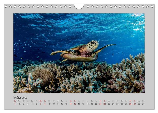 Produktbild: Korallen-Riffe Tauchertr&auml;ume (Wandkalender 2026 DIN A4 quer), CALVENDO Monatskalender