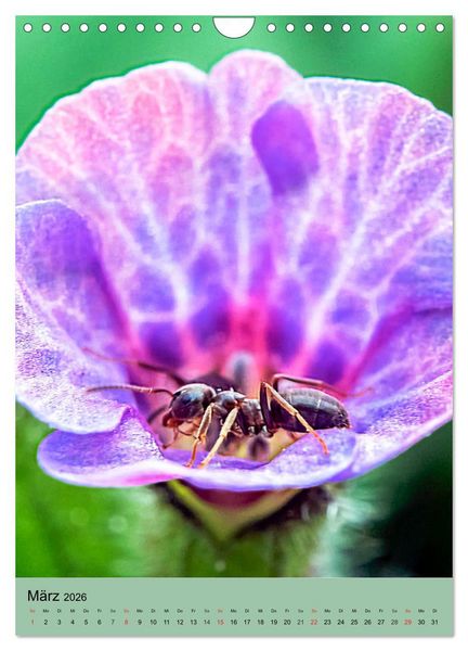 Produktbild: INSEKTENWELT - Heimische N&uuml;tzlinge ganz nah (Wandkalender 2026 DIN A4 hoch), CALVENDO Monatskalender