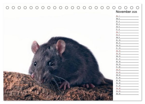 Produktbild: Ratten. Kleine Nager, gro&szlig;es Herz. (Tischkalender 2026 DIN A5 quer), CALVENDO Monatskalender