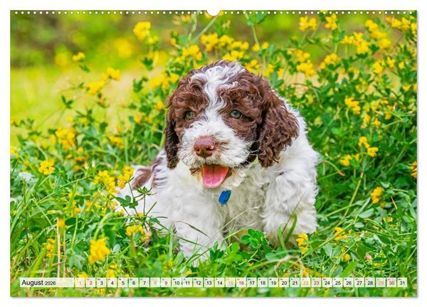Produktbild: Lagotto Romagnolo - der Tr&uuml;ffelhund Italiens (Wandkalender 2026 DIN A2 quer), CALVENDO Monatskalender