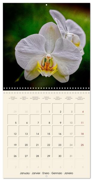 Produktbild: Butterfly orchids in high fidelity (Wall Calendar 2026 12 &times; 12 Inch) CALVENDO 12 Month Wall Calendar