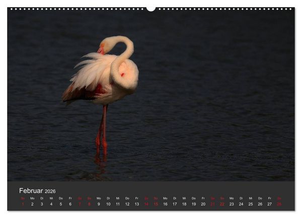 Produktbild: Pretty Flamingo (Wandkalender 2026 DIN A2 quer), CALVENDO Monatskalender