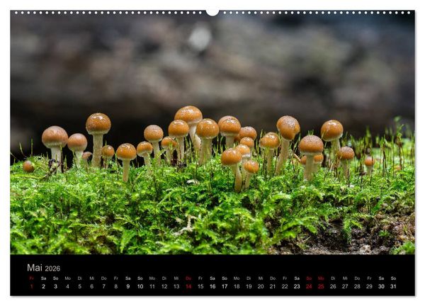 Produktbild: PILZE IM FOKUS 2026 (Wandkalender 2026 DIN A2 quer), CALVENDO Monatskalender