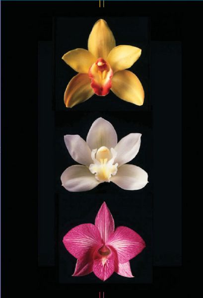 Produktbild: Orchids Journal