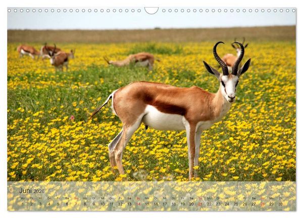 Produktbild: Afrikas sch&ouml;ne Tierwelt (Wandkalender 2026 DIN A3 quer), CALVENDO Monatskalender