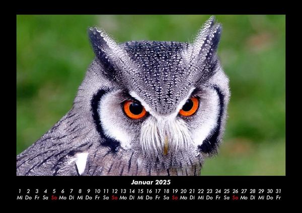 Produktbild: Vogelparadies 2025 Fotokalender DIN A3
