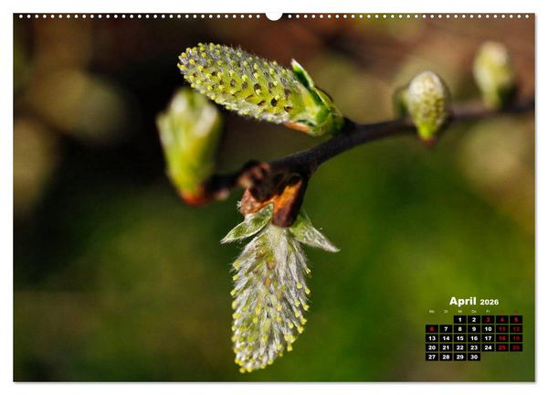 Produktbild: B&auml;ume im Detail (hochwertiger Premium Wandkalender 2026 DIN A2 quer), Kunstdruck in Hochglanz