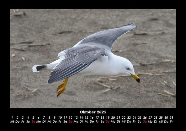 Produktbild: M&ouml;wen 2025 Fotokalender DIN A3