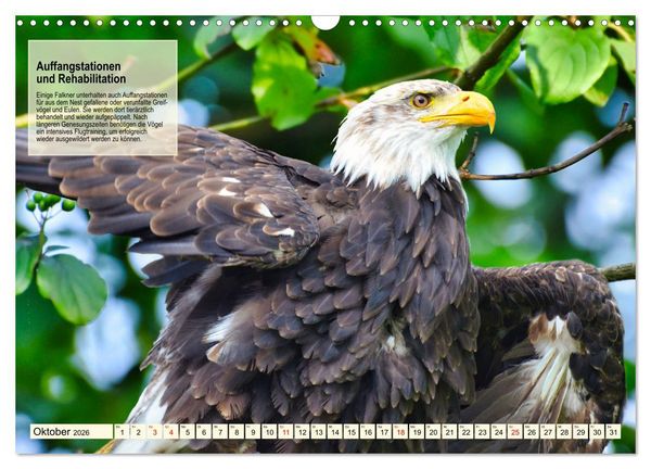 Produktbild: Kulturerbe Falknerei (Wandkalender 2026 DIN A3 quer), CALVENDO Monatskalender
