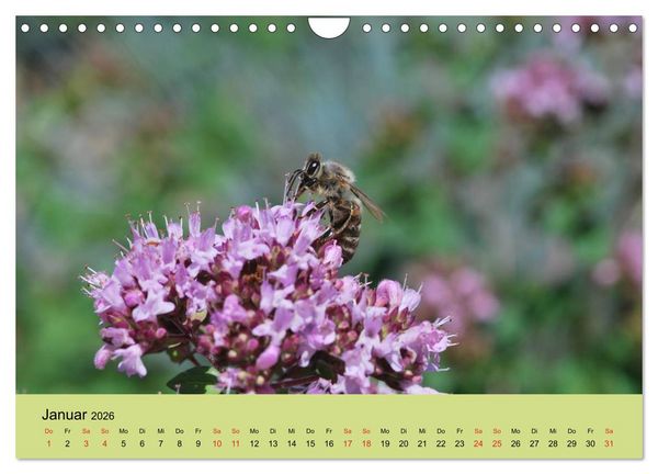 Produktbild: Bienen bei der Arbeit (Wandkalender 2026 DIN A4 quer), CALVENDO Monatskalender