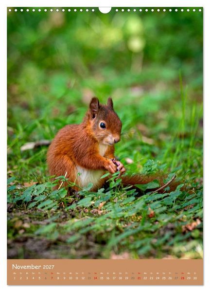 Produktbild: Unsere Eichh&ouml;rnchen - Naturmomente aus dem heimischen Garten (Wandkalender 2027 DIN A3 hoch), CALVENDO Monatskalender