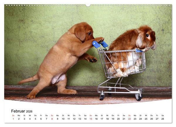 Produktbild: Labrador Welpen - Labrador Puppies (hochwertiger Premium Wandkalender 2026 DIN A2 quer), Kunstdruck in Hochglanz