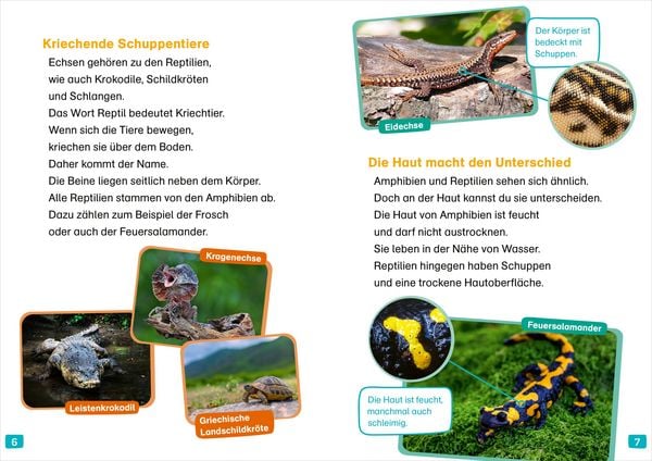 Produktbild: WAS IST WAS Erstes Lesen. Echsen