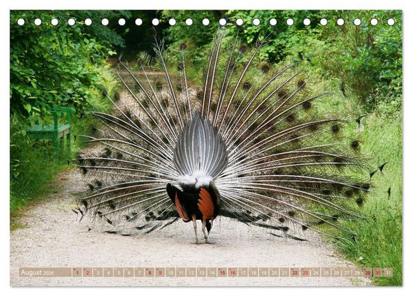 Produktbild: Die Pfaueninsel in Berlin (Tischkalender 2026 DIN A5 quer), CALVENDO Monatskalender