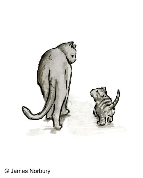 Produktbild: Die Katze, die nach Weisheit sucht