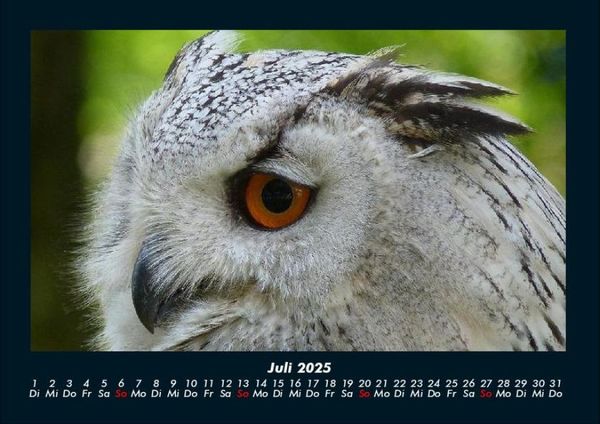 Produktbild: Welt der Tiere 2025 Fotokalender DIN A4