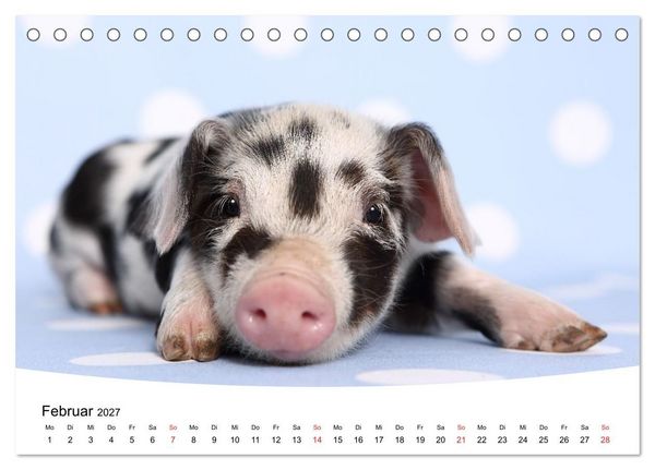 Produktbild: Niedliche Ferkel lovely piglets (Tischkalender 2027 DIN A5 quer), CALVENDO Monatskalender