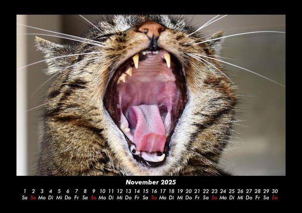 Produktbild: F&uuml;r Katzenfreunde 2025 Fotokalender DIN A3