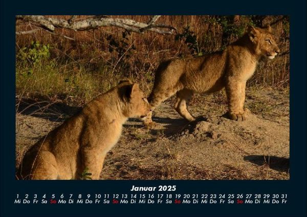 Produktbild: L&ouml;wen in der Wildnis 2025 Fotokalender DIN A4