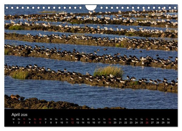 Produktbild: Pellworm 2026 (Wandkalender 2026 DIN A4 quer), CALVENDO Monatskalender