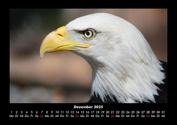 Produktbild: Adler 2025 Fotokalender DIN A3
