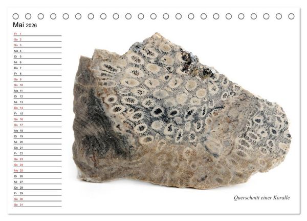 Produktbild: Fossilien - Versteinerte Relikte der Erdzeitalter (Tischkalender 2026 DIN A5 quer), CALVENDO Monatskalender