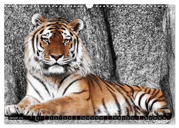 Produktbild: Wild Animals - Wilde Tiere (Wandkalender 2026 DIN A3 quer), CALVENDO Monatskalender