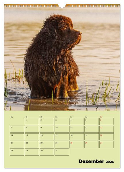 Produktbild: B&auml;rige Freunde - Familienplaner Brauner Neufundl&auml;nder (Wandkalender 2026 DIN A3 hoch), CALVENDO Monatskalender
