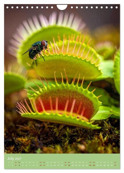 Produktbild: Bizarre Carnivores (Wall Calendar 2027 DIN A4 portrait), CALVENDO 12 Month Wall Calendar