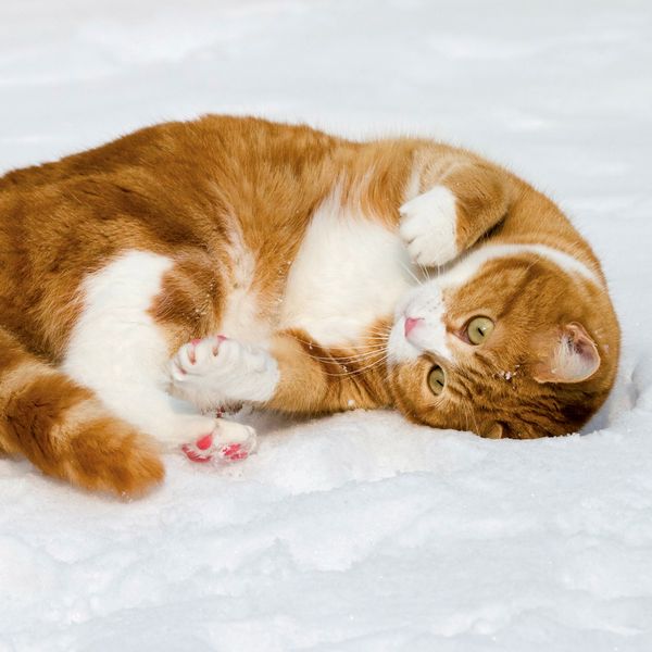 Produktbild: Katzen / Cats 2027