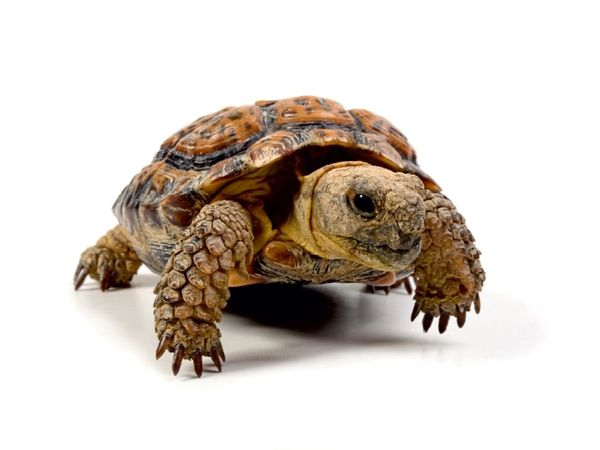 Produktbild: CALVENDO Puzzle Ges&auml;gte Flachschildkr&ouml;te - Homopus signatus 1000 Teile Puzzle quer | 1000 Teile Lege-Gr&ouml;&szlig;e 64 &times; 48 cm Foto-Puzzle f&uuml;r gl&uuml;ckliche Stunden
