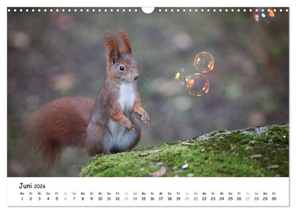 Produktbild: Unsere Eichh&ouml;rnchen in Bayern (Wandkalender 2026 DIN A3 quer), CALVENDO Monatskalender