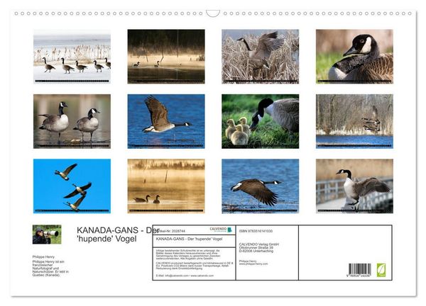 Produktbild: KANADA-GANS - Der 'hupende' Vogel (Wandkalender 2026 DIN A2 quer), CALVENDO Monatskalender