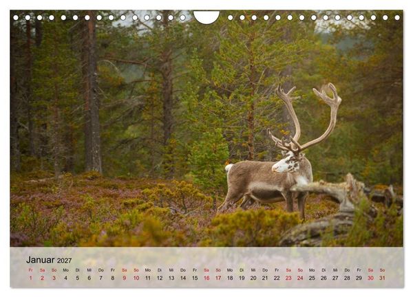 Produktbild: Magische Tiermomente (Wandkalender 2027 DIN A4 quer), CALVENDO Monatskalender