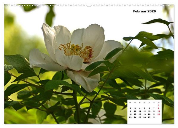 Produktbild: Zauber der P&auml;onien-Bl&uuml;te (hochwertiger Premium Wandkalender 2026 DIN A2 quer), Kunstdruck in Hochglanz