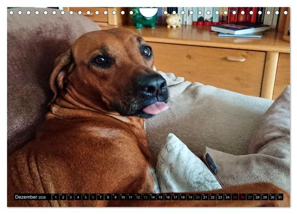 Produktbild: Rhodesian Ridgeback - Ausdrucksstarke Gesichter (Wandkalender 2026 DIN A4 quer), CALVENDO Monatskalender