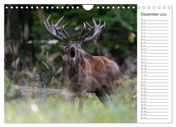 Produktbild: Emotionale Momente: Hirschbrunft. Part II. (Wandkalender 2026 DIN A4 quer), CALVENDO Monatskalender