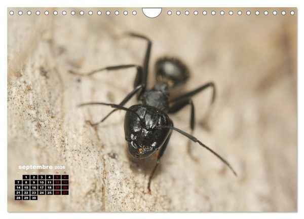 Produktbild: Araign&eacute;es et insectes (Calendrier mural 2026 DIN A4 vertical), CALVENDO calendrier mensuel