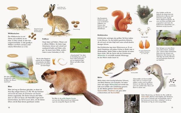 Produktbild: Wawra's Naturbuch &ndash; Unserer Natur auf der Spur, Bd. 1: S&auml;ugetiere, V&ouml;gel, Reptilien, Amphibien