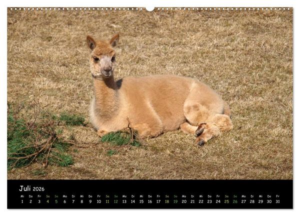 Produktbild: Alpakas zum Verlieben (hochwertiger Premium Wandkalender 2026 DIN A2 quer), Kunstdruck in Hochglanz