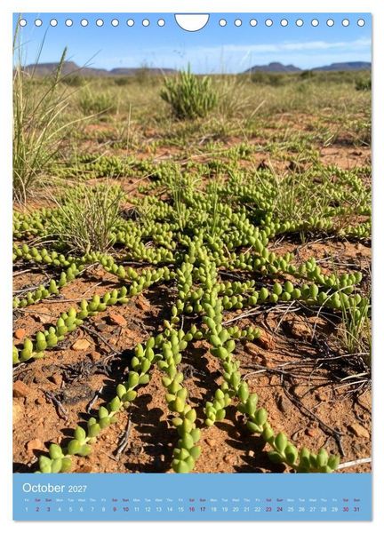 Produktbild: Succulents in Many Shapes (Wall Calendar 2027 DIN A4 portrait), CALVENDO 12 Month Wall Calendar