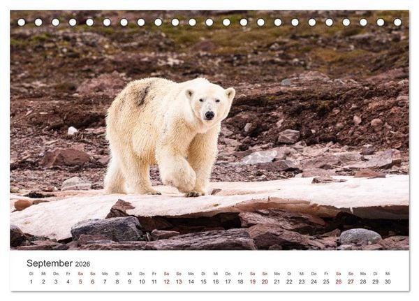 Produktbild: Naturparadies Svalbard (Tischkalender 2026 DIN A5 quer), CALVENDO Monatskalender