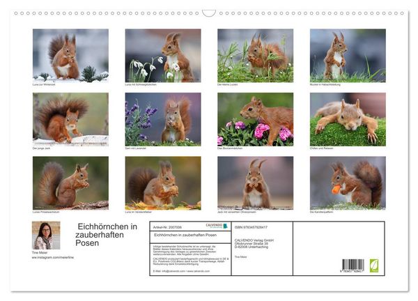 Produktbild: Eichh&ouml;rnchen in zauberhaften Posen (Wandkalender 2026 DIN A2 quer), CALVENDO Monatskalender